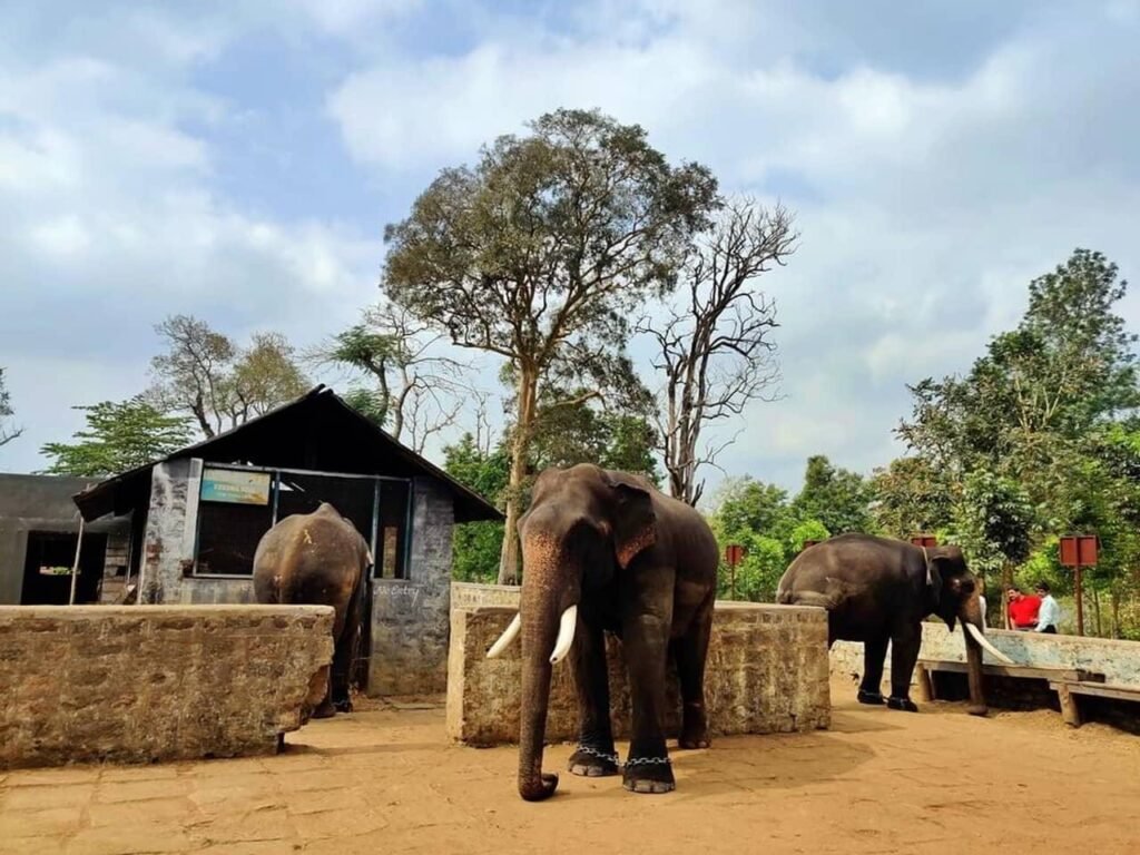Dubare Elephant Camp - Coorg Tour Package - Explore Tour Packages