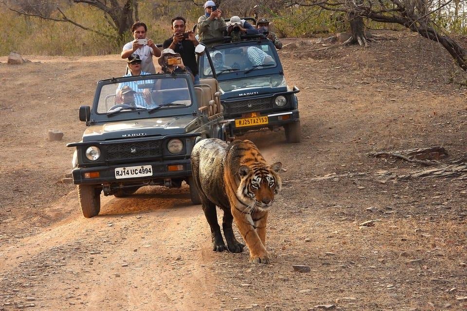 Ranthambore- Tiger Safari Tour in Ranthambore National Park | GetYourGuide