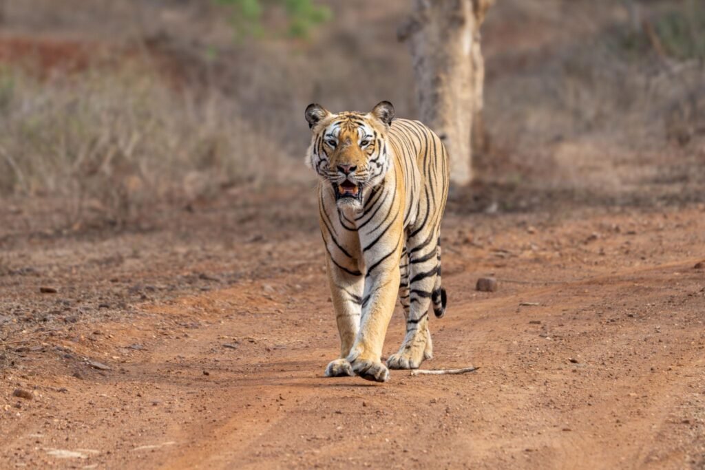Ranthambore- Tiger Safari Tour in Ranthambore National Park | GetYourGuide