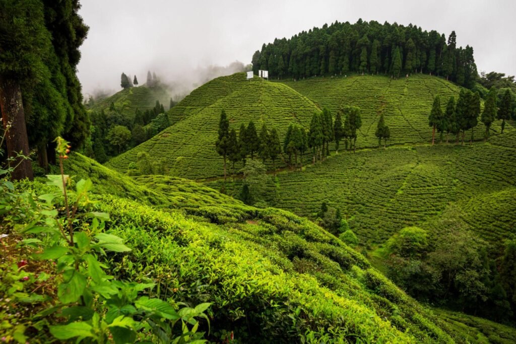 The tea gardens of Darjeeling, India