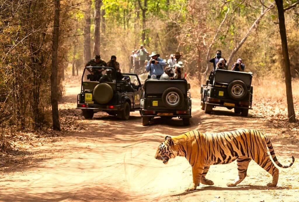 Tiger Safari in India- Best Places to Spot the Majestic Bengal Tiger