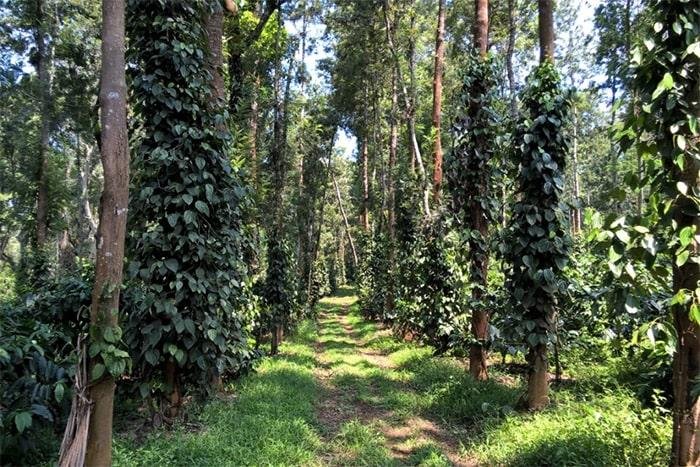 Walk Amidst The Coffee Plantations Coorg - Oriole Holiday
